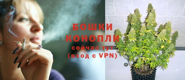 прущие грибы Каменногорск